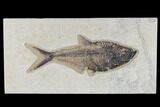 Fossil Fish (Diplomystus) - Green River Formation #117137-1